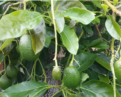 Avocadotree2015